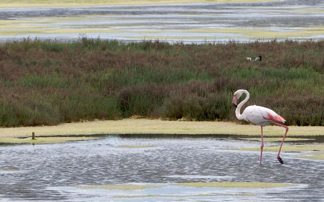 Asfodelo Villa Pula Luaran gambar